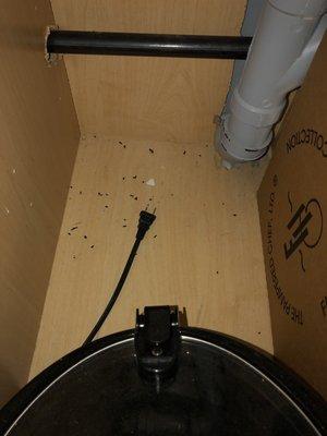 Rodent droppings in cabinet