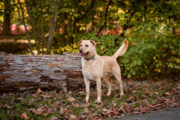 dog photographer