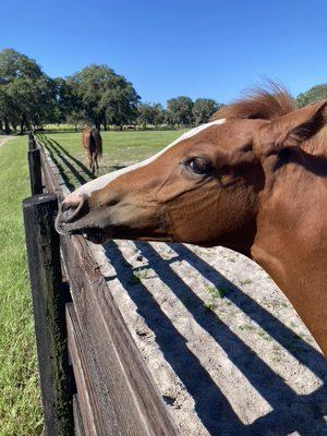 Farm Tours of Ocala