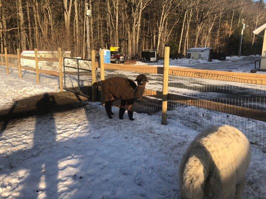 Vermont Alpaca Store