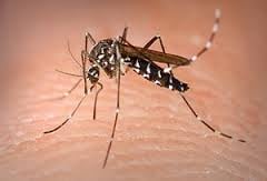 The Asian Tiger Mosquito....you don't want her in your backyard.