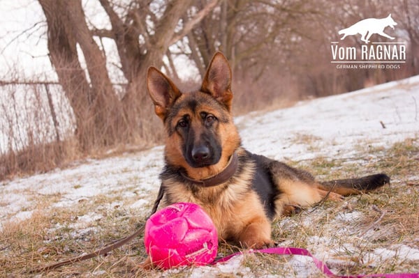 Vom Ragnar German Shepherds