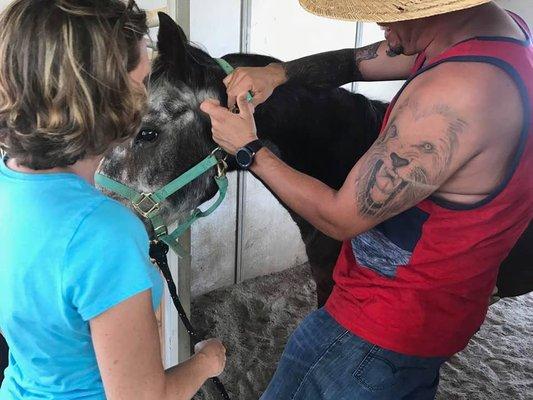 Equine Therapy day