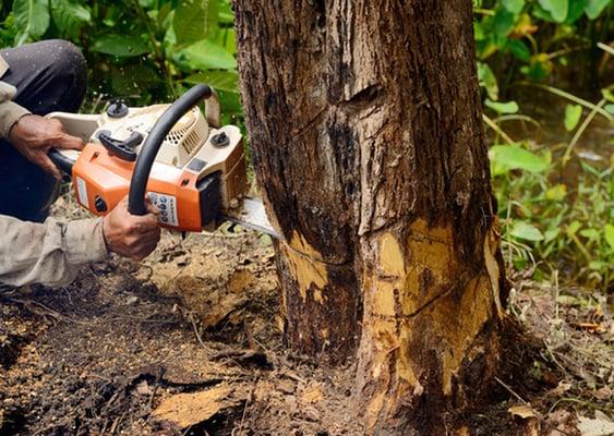 Tree Service Pasadena