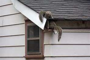 Squirrels entering through soffit area