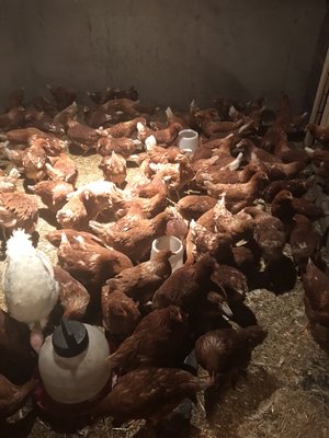 Here is my flock of chickens