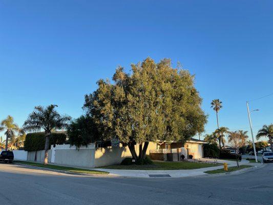 Olive Tree Removal