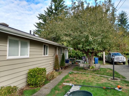 Before and after of an apple tree pruning.