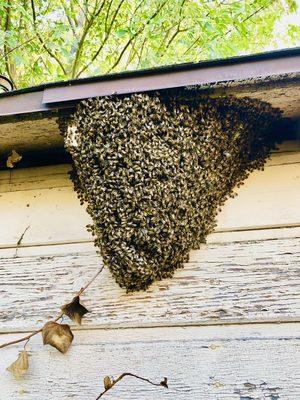 Healthy established colony of bees on the exterior part of a roof eave. Bees removed safely and relocated.