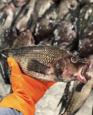 Black Sea Bass