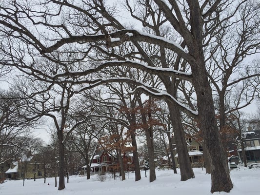 Snow lined branches and picturesque neighborhood.