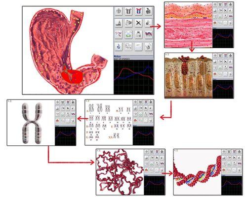 Bioenergetic Body Tuning, Immune System Boost, Micronutrients Deficiency Testing