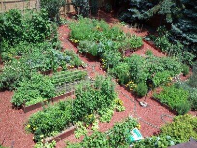 One of our Gourmet Gardens