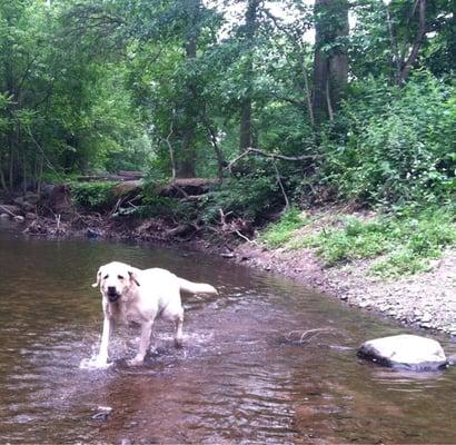 Cooling off in the creek