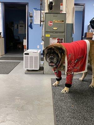 Odie stopped by the office today to spread some holiday cheer!