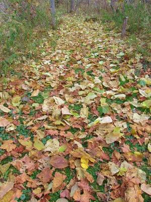 A whole lot of leaves, make crunching noises.