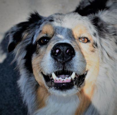 Summer Dog face