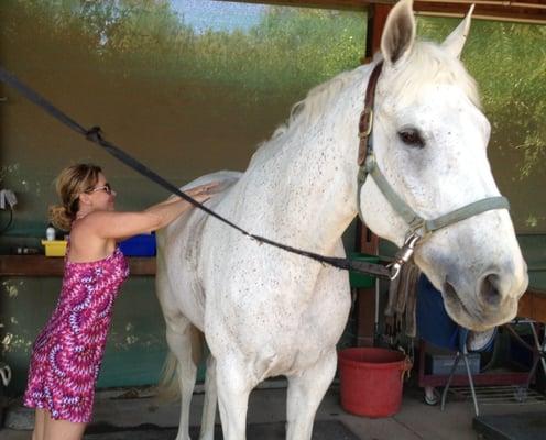 Janet volunteering horse massage for a local equine rescue ranch.