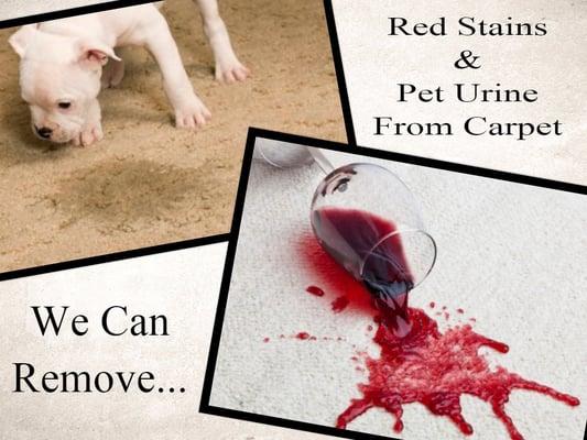 We can remove red wine stains and pet urine from your carpet