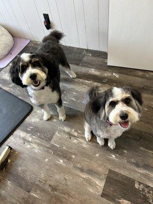 Evie and Piper mini bernedoodle