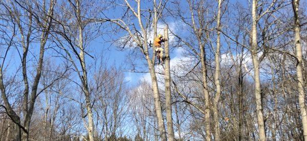 Arbor Heights Tree Service