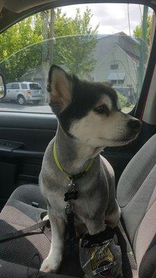 Just another of our handsome boy after his haircut!