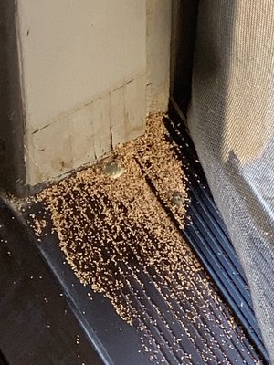 Termite droppings