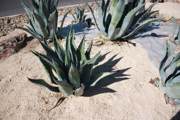 Agave Century