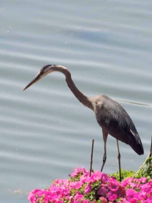 Great Blue Heron on flower island. Long zoom with camera from Queen room. July 2013.