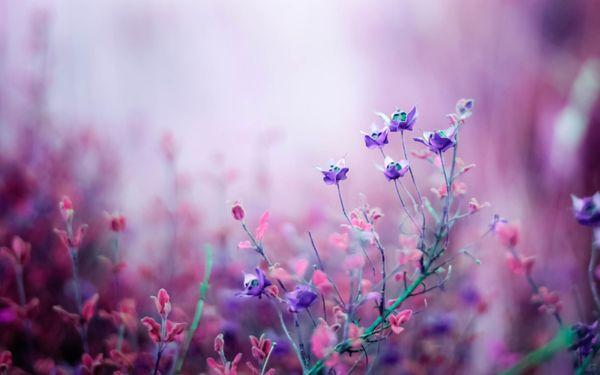 Flowers Baking