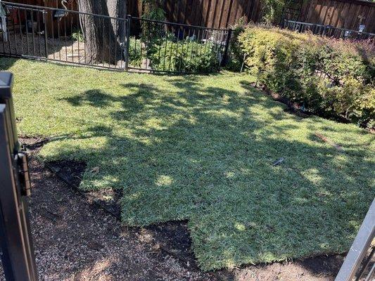 Progress pic of sod being installed.