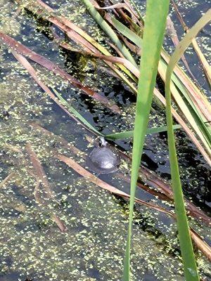 Turtle in pond