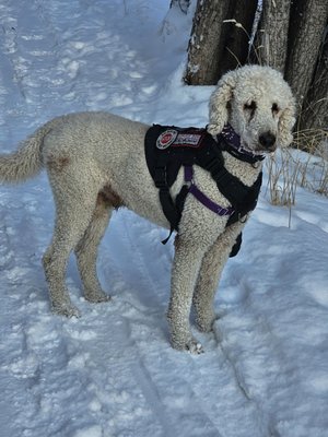 Mingus my Service Dog