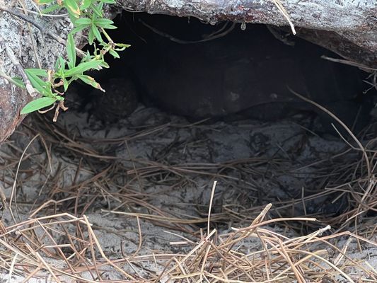 Gopher tortoise in his burrow