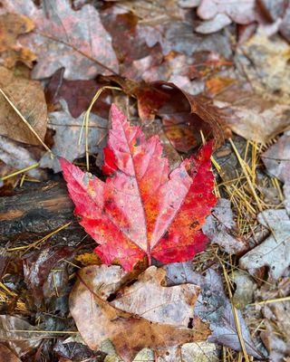 Pretty fall colors