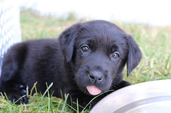 Plumtree Labradors