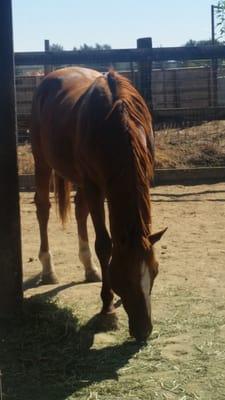 The stallion Under Caution eating hay.