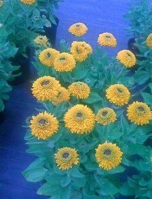 ruffled rudbeckia