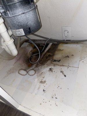 Damage to the baseboard under the garbage disposal that was busted. I was told it was not mildew