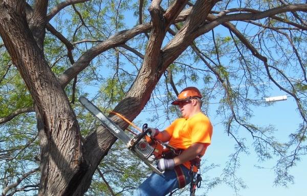 Affordable Tree Service