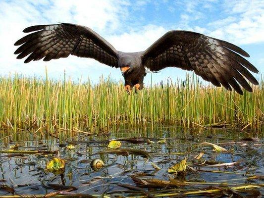 Fantastic place for birdwatching, Okeechobee!