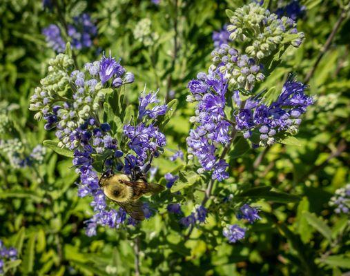 "The flower doesn't dream of the bee. It blooms and the bee comes."