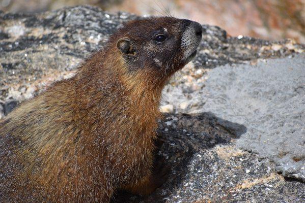 Marmot