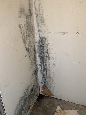 mold in outdoor storage unit