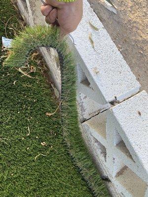 Turf falling apart