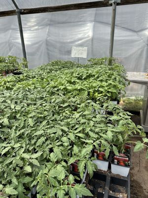 Healthy tomato plants only $1.99!