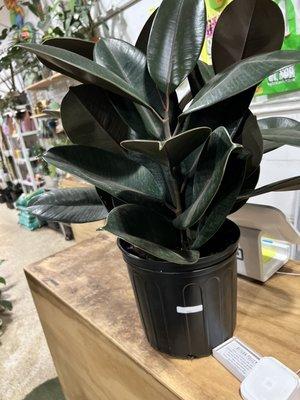 Larger, beautiful, healthy plant