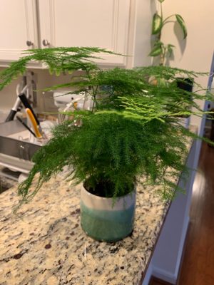 Asparagus fern