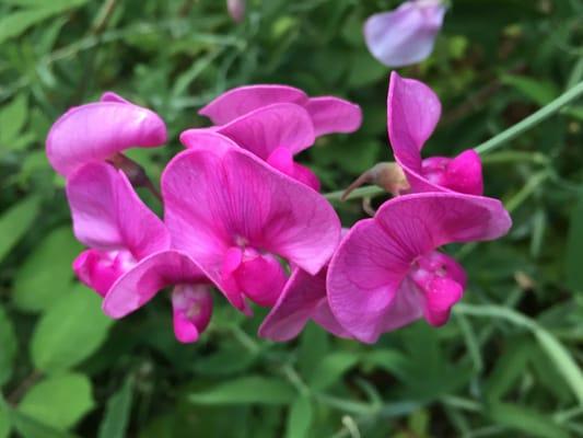 Wild flowers along the trail