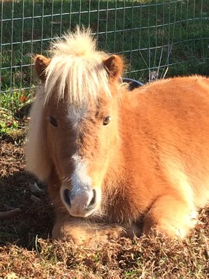 Charlie, loves jumping, trail walks, and carrots!